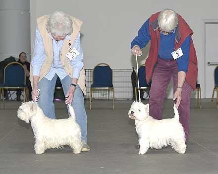 VD orB- 1st Ch Inverglen Master Mariner  2nd Cabon Sea Coral