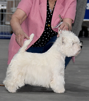 VD.B- Ch Hillsted Sweet Whispers