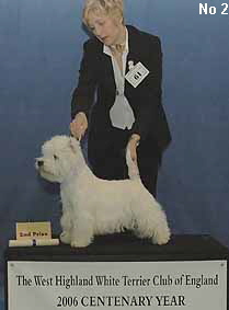 a_JuniorDogNo2Web a_JuniorDogNo2Web