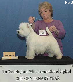 a_JuniorDogNo3 a_JuniorDogNo3