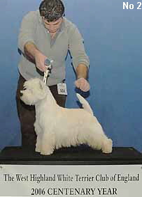 a_LimitDogNo2Web a_LimitDogNo2Web