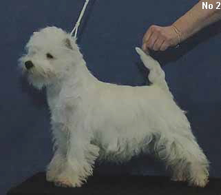 a_MaidenBitchNo2Web a_MaidenBitchNo2Web