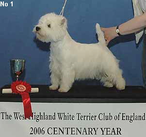 a_NoviceBitchNo1Web a_NoviceBitchNo1Web