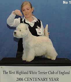 a_NoviceDogWeb1 a_NoviceDogWeb1