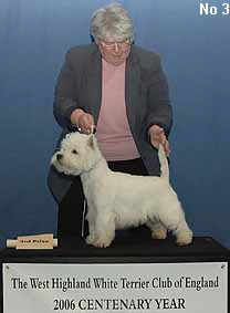 a_PupDogNo3 a_PupDogNo3